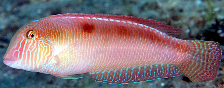 Xyrichtys novacula_00007